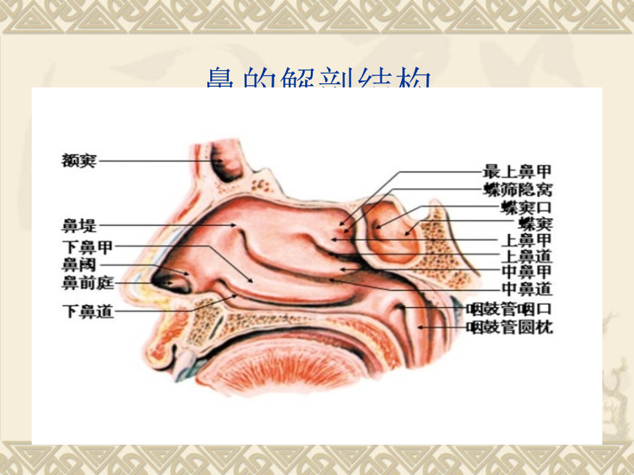 慢性鼻窦炎新.ppt_第2页