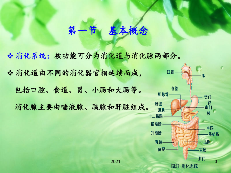 消化吸收与排泄PPT课件.ppt_第3页