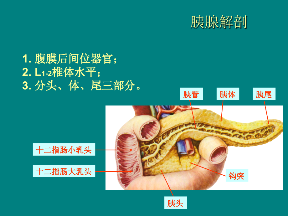 胰腺肿瘤影像学诊断ppt课件.ppt_第2页