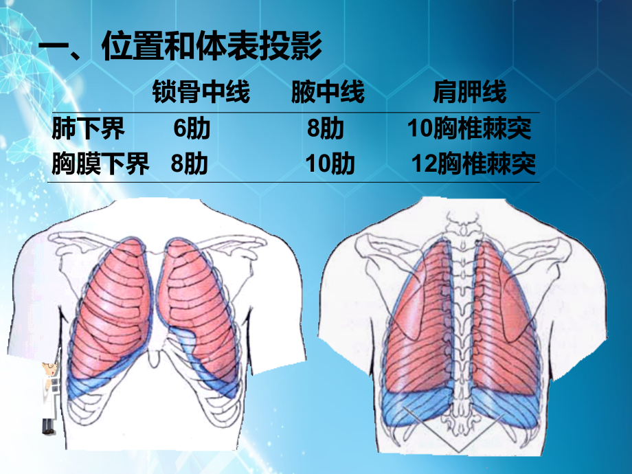 肺部感染0ppt课件.ppt_第2页