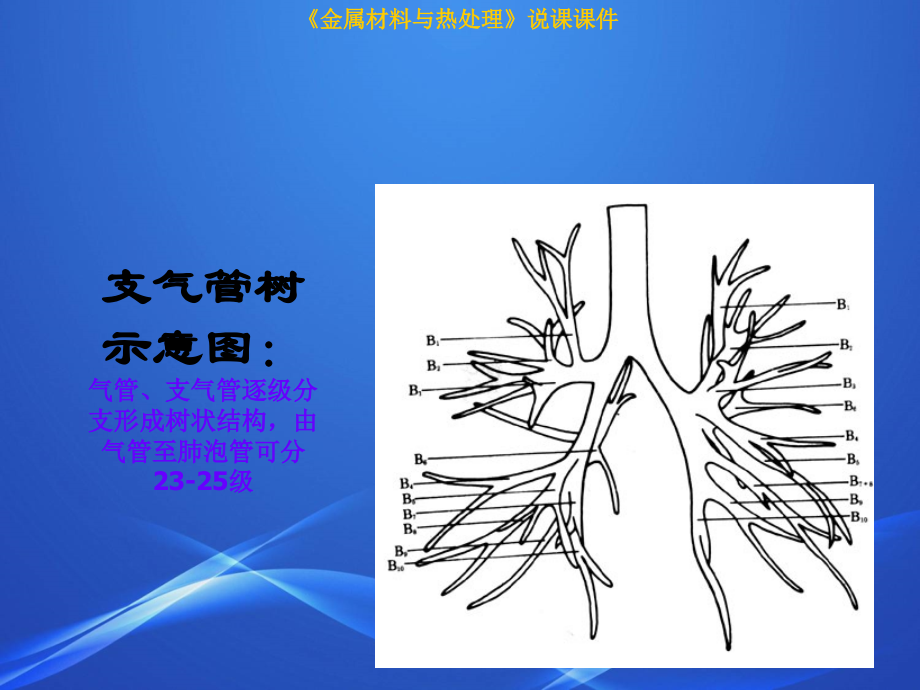 肺部CT解剖结构.ppt_第1页