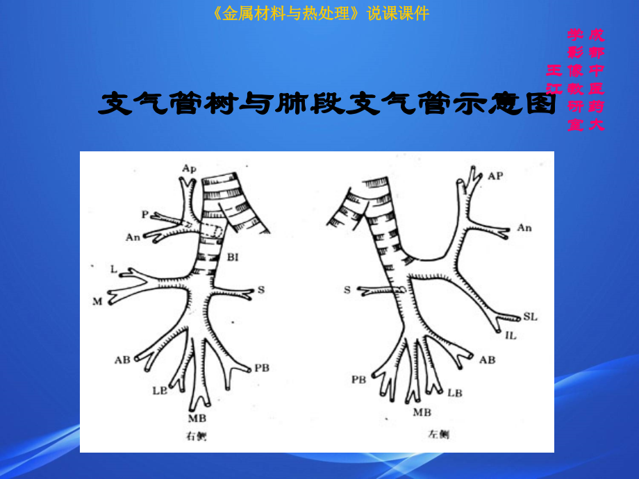 肺部CT解剖结构.ppt_第3页