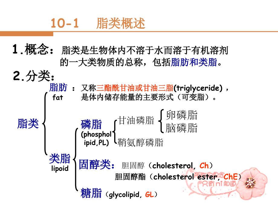 脂类和蛋白质代谢.pptx_第1页