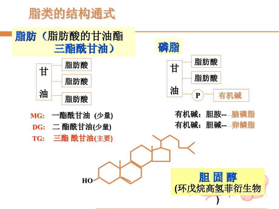 脂类和蛋白质代谢.pptx_第2页