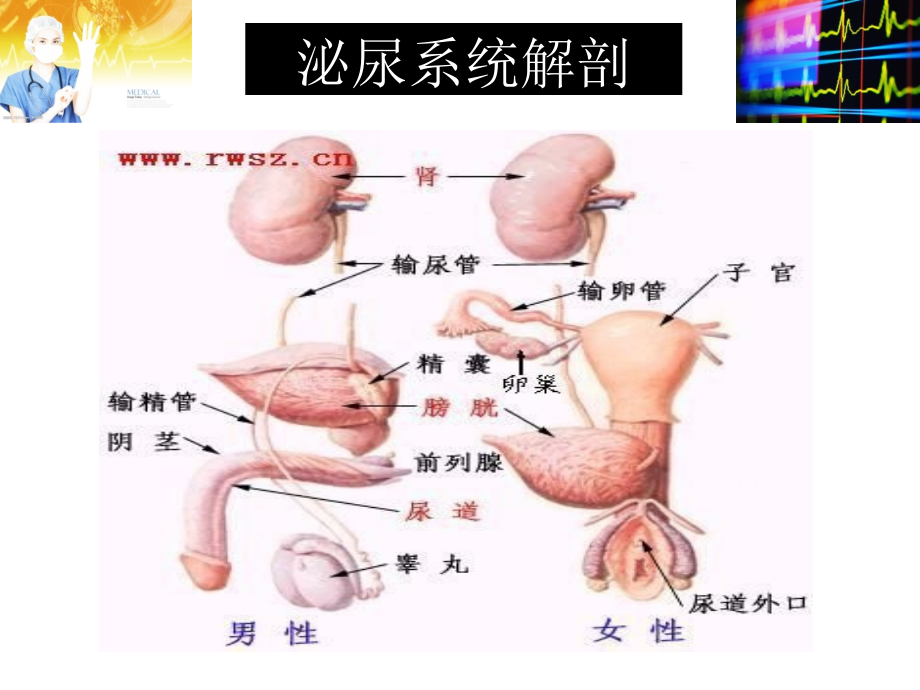 泌尿外科微创手术常规配合.pptx_第2页