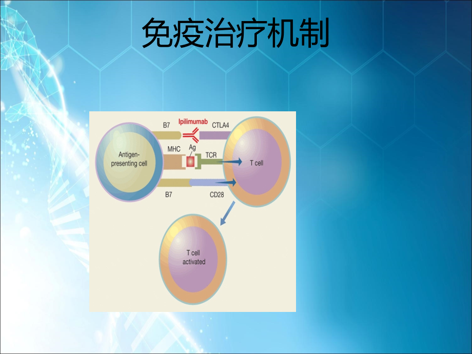 伊匹木单抗相关不良反应ppt课件.pptx_第2页