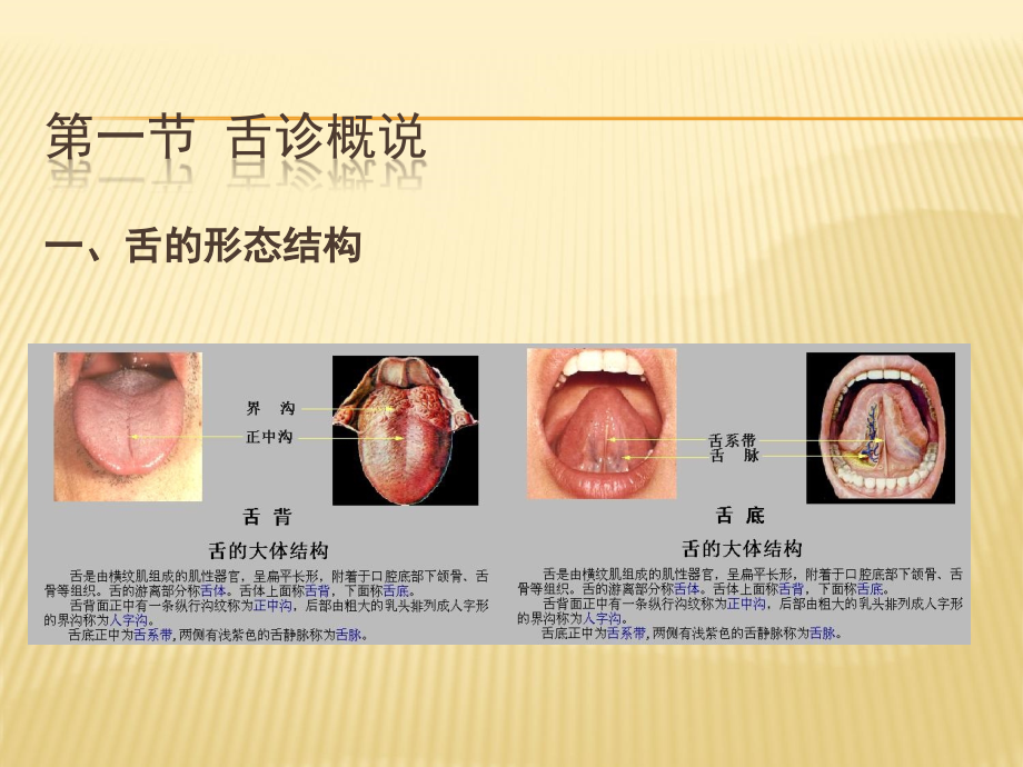 中医诊断学舌诊ppt课件.ppt_第2页