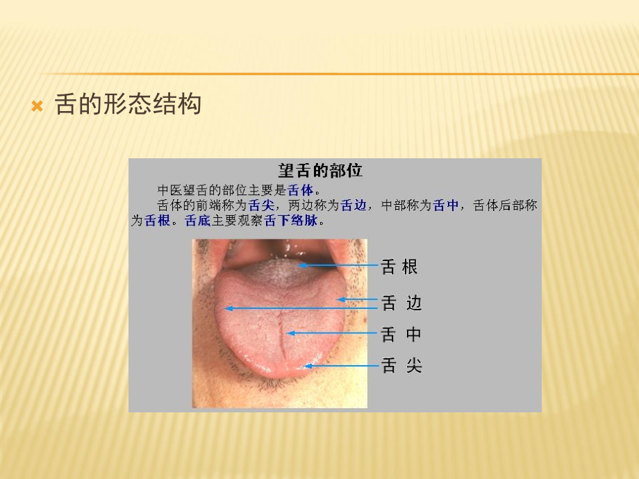 中医诊断学舌诊ppt课件.ppt_第3页