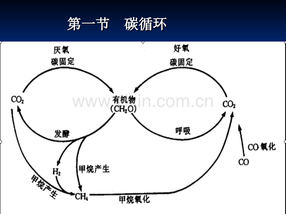 微生物在环境物质循环中作用.pptx_第3页