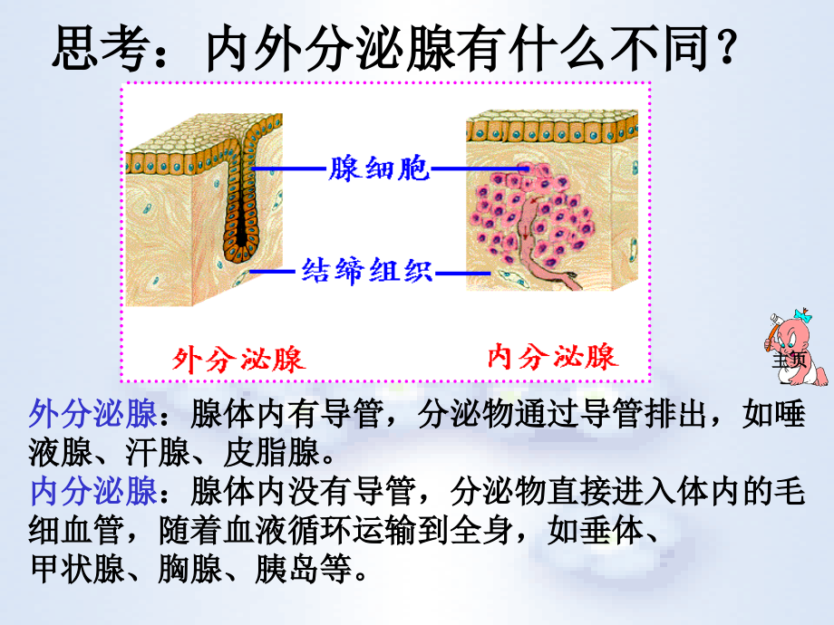 人教版初一七年级下册生物激素调节.pptx_第2页