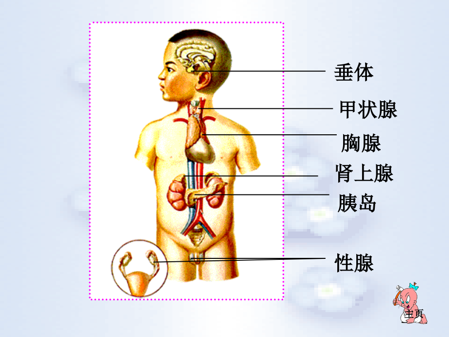 人教版初一七年级下册生物激素调节.pptx_第3页