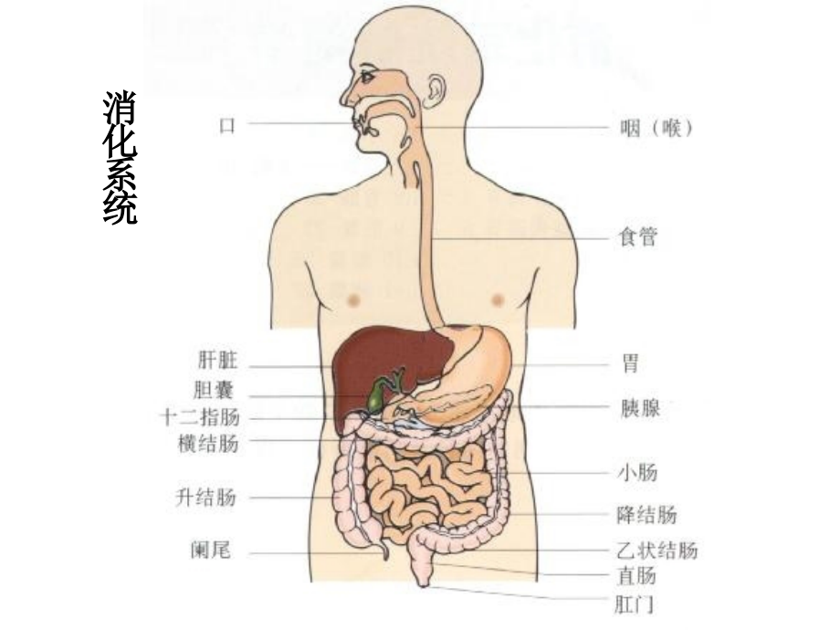 作用于消化系统药物.pptx_第1页