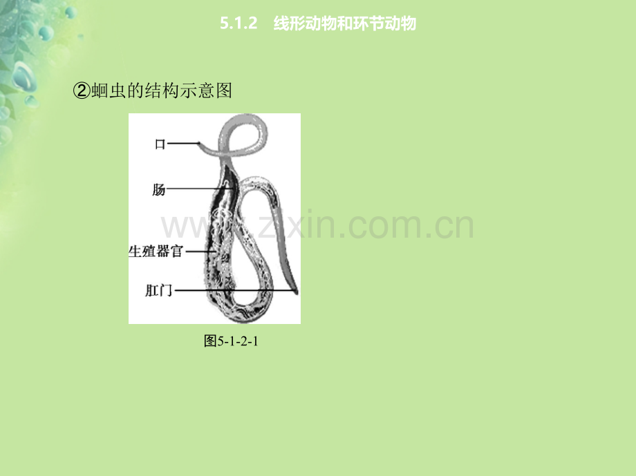 八年级生物上册512线形动物和环节动物课件新版新人教版.pptx_第3页