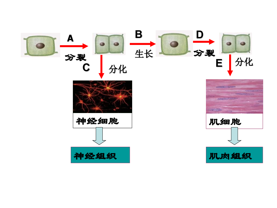 七年级科学生物体的结构层次5.pptx_第2页