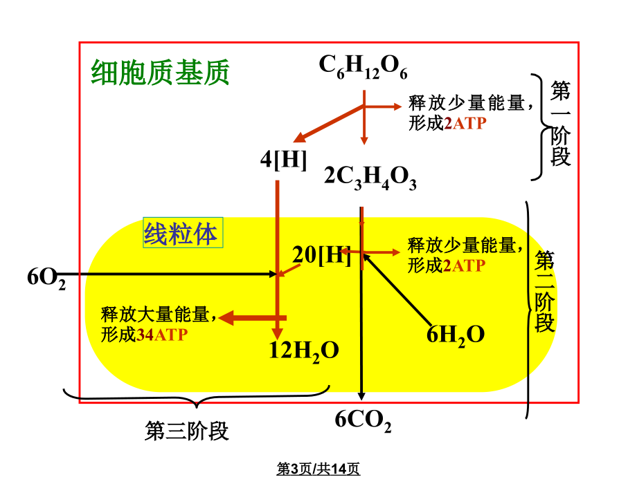 高三生物生物呼吸作用.pptx_第3页