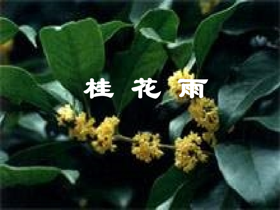 人教版小学语文五年级上册桂花雨PPT市名师优质课赛课一等奖市公开课获奖课件.pptx_第2页