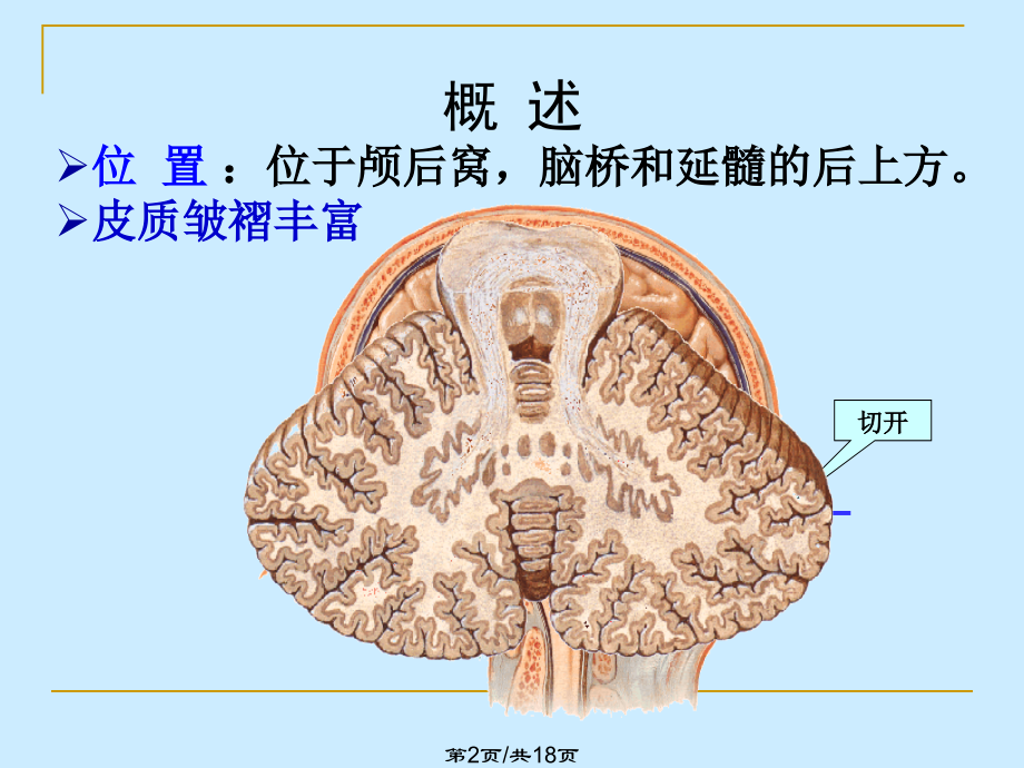 第5篇神经系统小脑.pptx_第2页