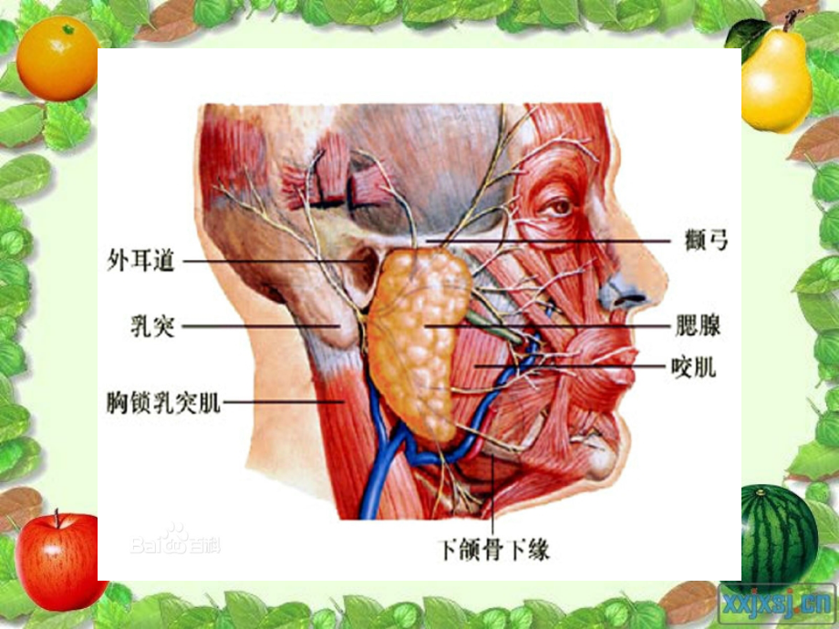 认识传染病.pptx_第3页