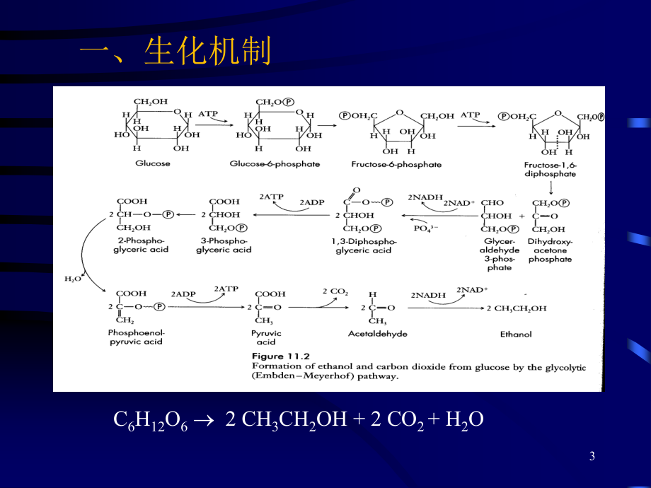 酒精发酵工艺过程.pptx_第3页