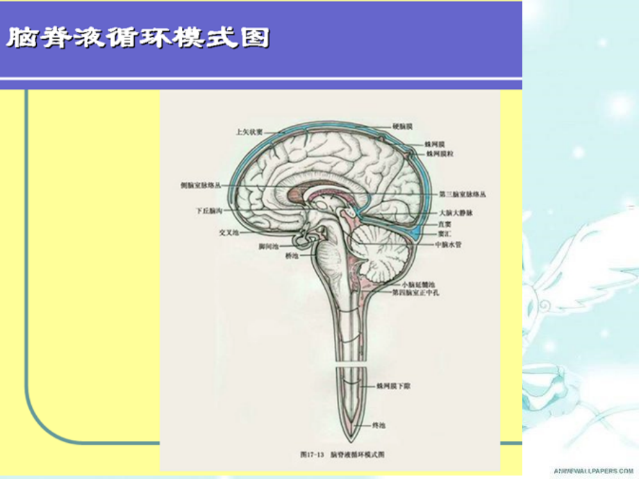 颅脑疾病患者护理.pptx_第2页