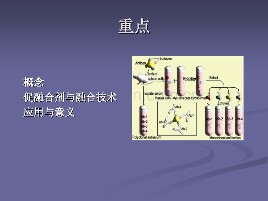 细胞生物学实验细胞融合.pptx_第1页