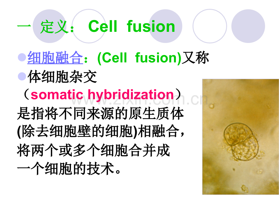 细胞生物学实验细胞融合.pptx_第2页