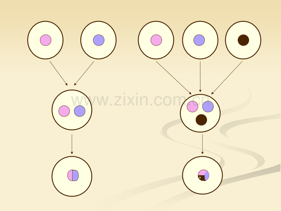 细胞生物学实验细胞融合.pptx_第3页