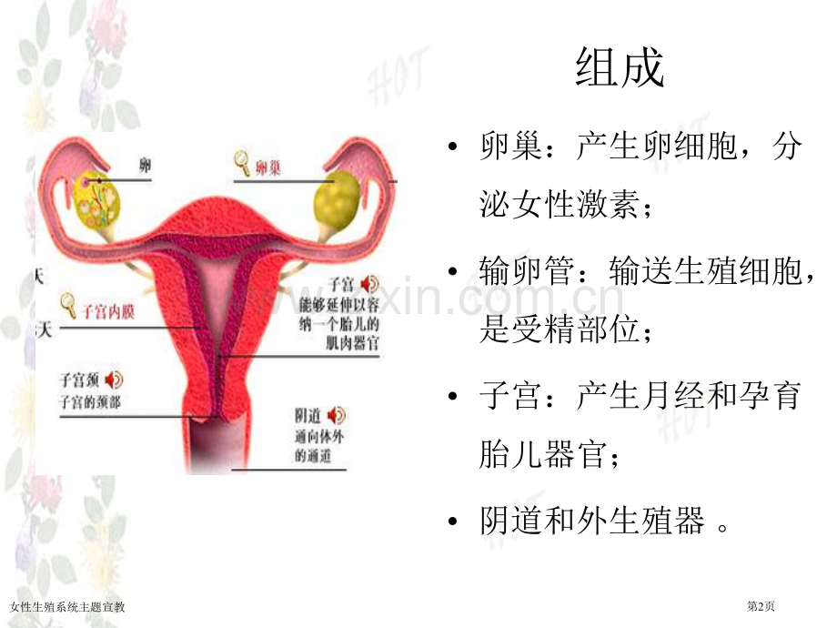 女性生殖系统主题宣教专家讲座.pptx_第2页