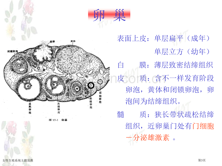 女性生殖系统主题宣教专家讲座.pptx_第3页