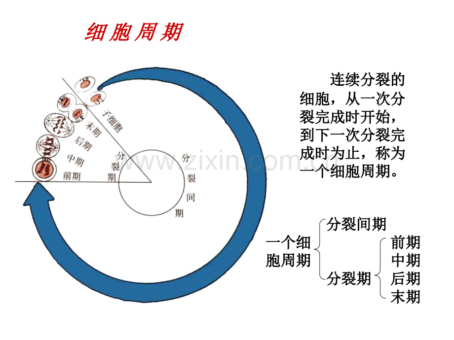 细胞的增殖癌变和衰老高中一年级生物.pptx_第3页