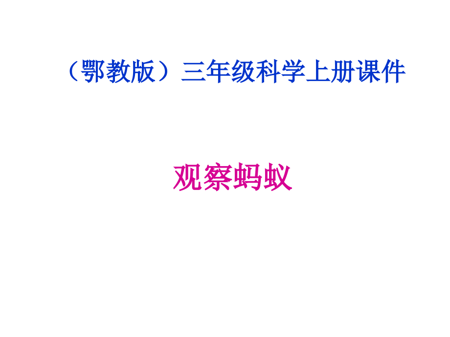 鄂教版四年级科学上册课件观察蚂蚁.pptx_第1页