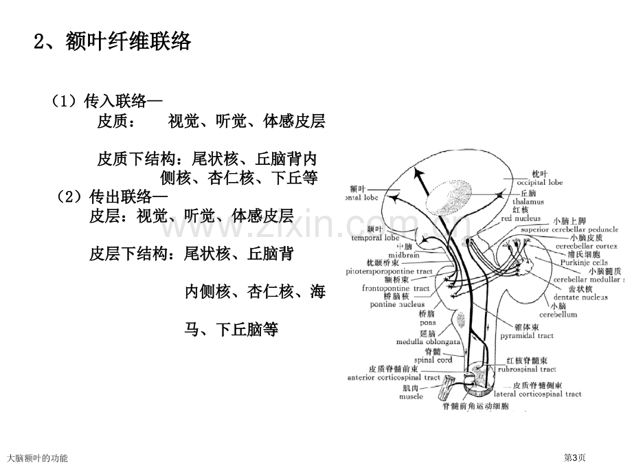 大脑额叶的功能.pptx_第3页