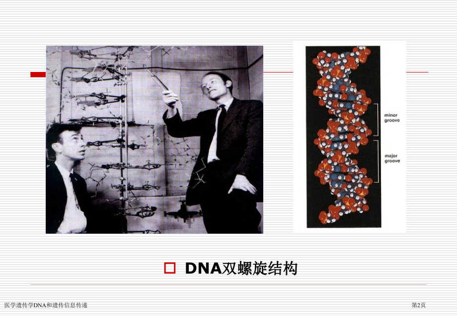 医学遗传学DNA和遗传信息传递专家讲座.pptx_第2页