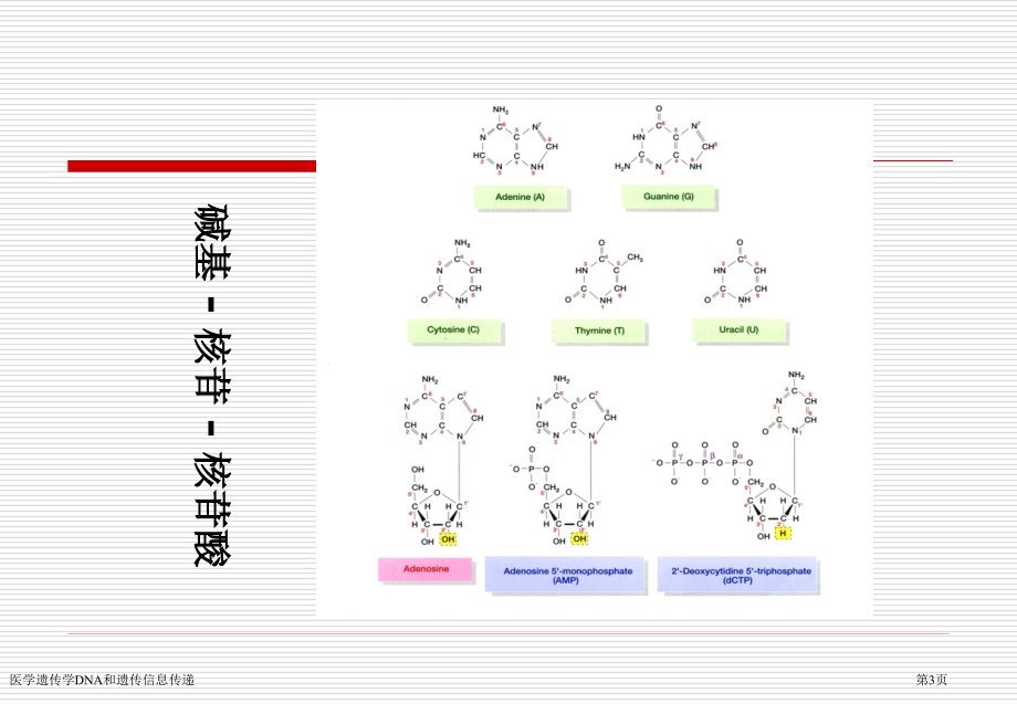 医学遗传学DNA和遗传信息传递专家讲座.pptx_第3页