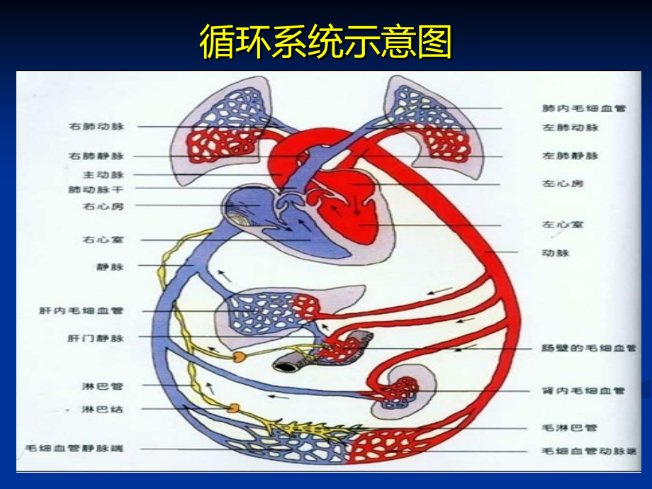 重症心力衰竭的利尿治疗.pptx_第2页