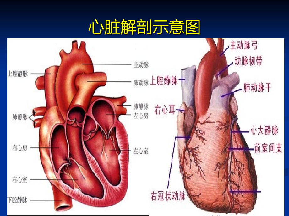 重症心力衰竭的利尿治疗.pptx_第3页