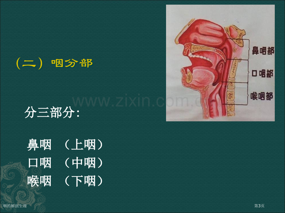 咽的解剖生理专家讲座.pptx_第3页