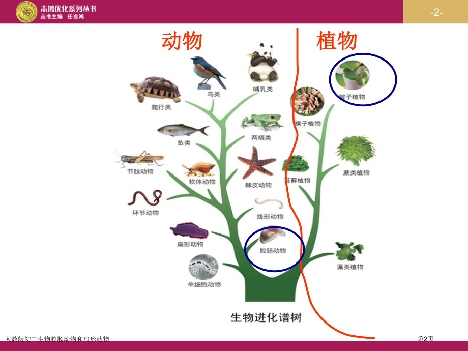 人教版初二生物腔肠动物和扁形动物专家讲座.pptx_第2页