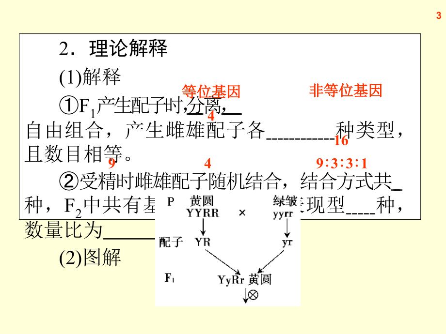 高三生物复习课件孟德尔的豌豆杂交实验二.pptx_第3页