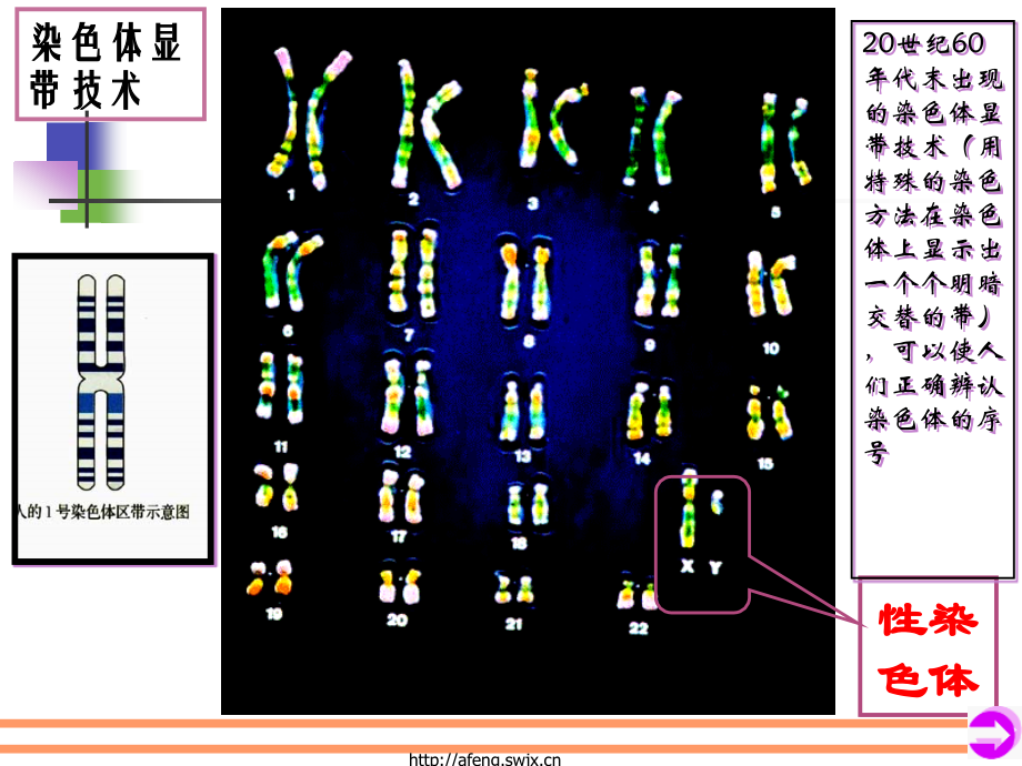 第二章《第三节性染色体与伴性遗传.pptx_第2页