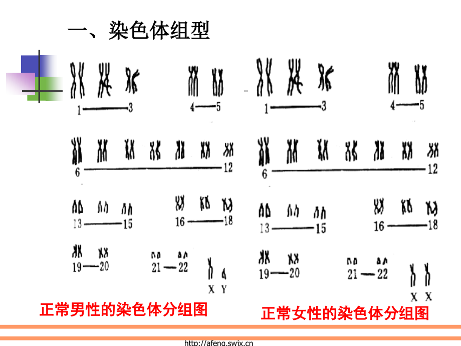 第二章《第三节性染色体与伴性遗传.pptx_第3页