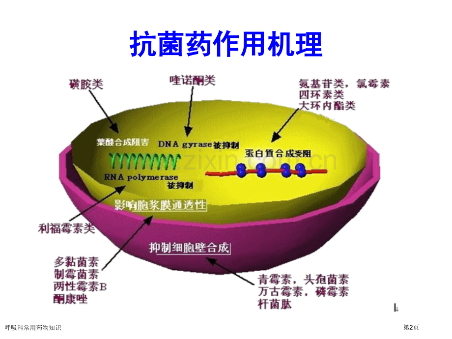 呼吸科常用药物知识.pptx_第2页