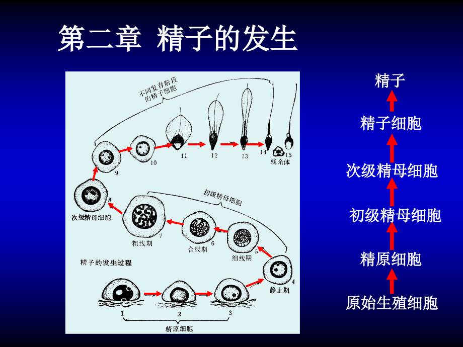 发育生物学02精子发生.pptx_第1页