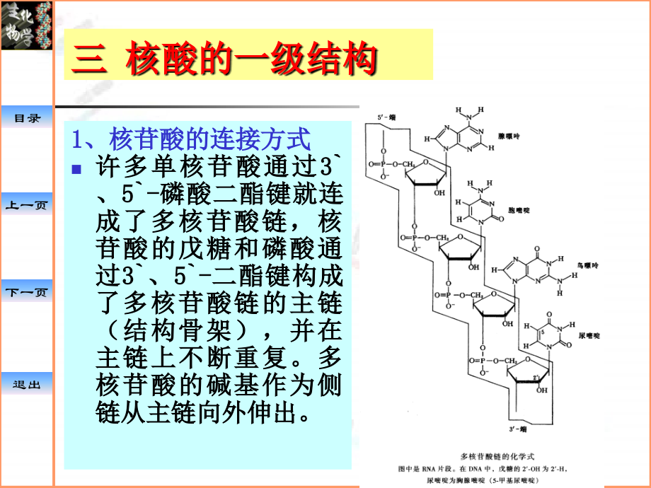 中国药科大学生物化学—核酸DNA的结构RNA的结构与功能.pptx_第3页