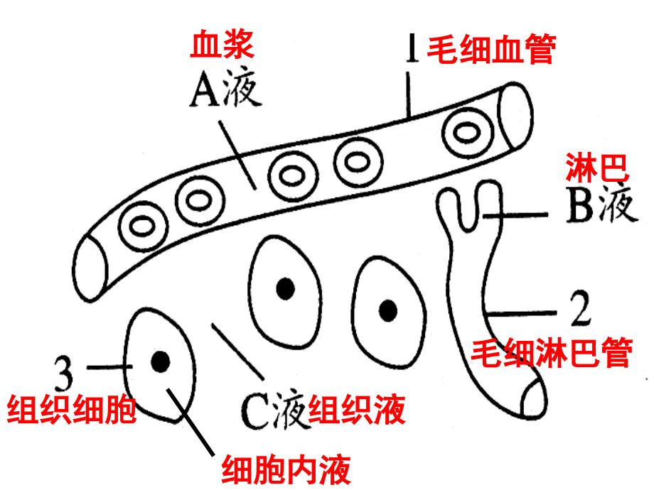 广东省高二生物学业水平测试小高考复习专题十三人体的内环境与稳态及免疫调节.pptx_第3页