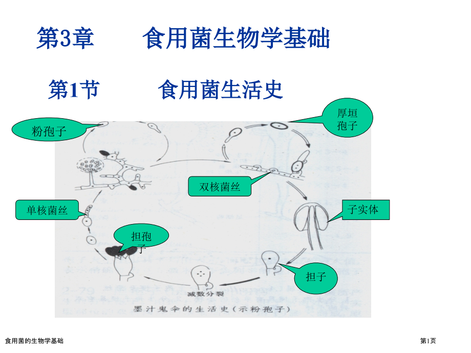 食用菌的生物学基础.pptx_第1页