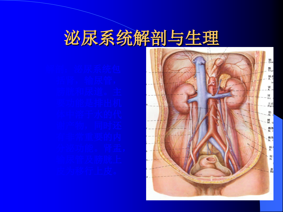 泌尿系结石的诊治.ppt_第2页