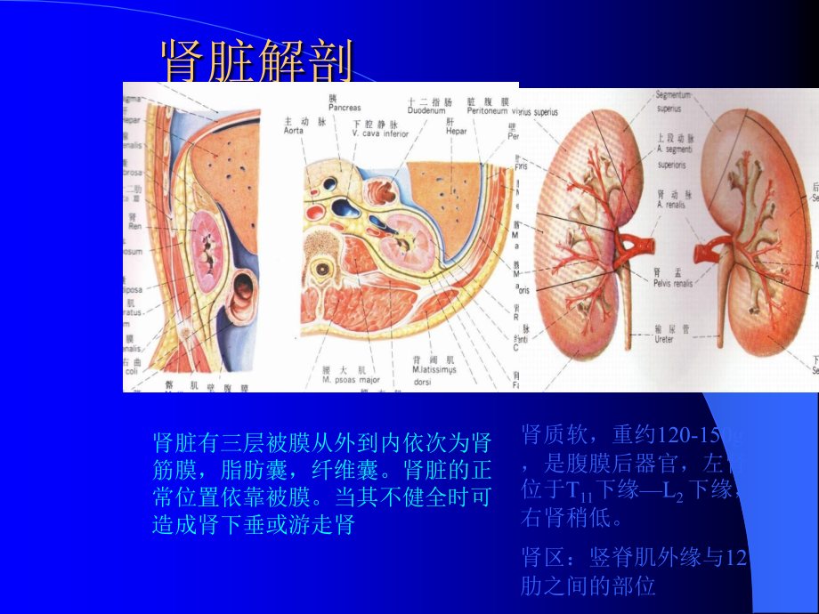 泌尿系结石的诊治.ppt_第3页