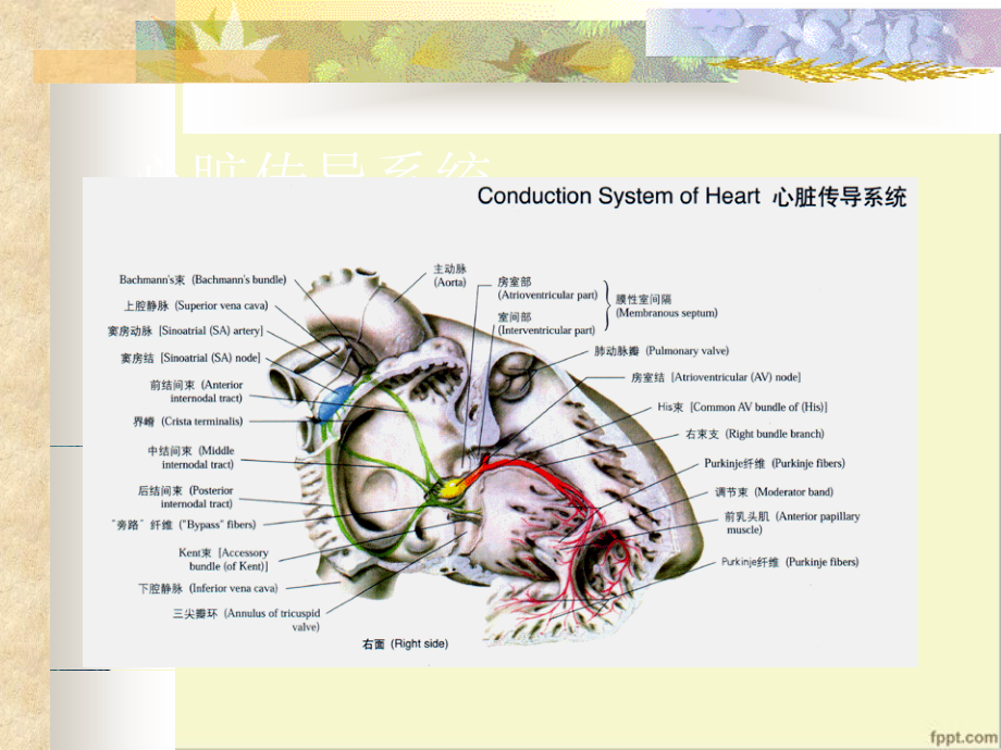 心脏传导系统解剖及心律失常机制.ppt_第2页