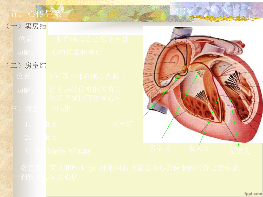 心脏传导系统解剖及心律失常机制.ppt_第3页